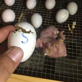 Fertile Macaw Parrot Eggs For Sale