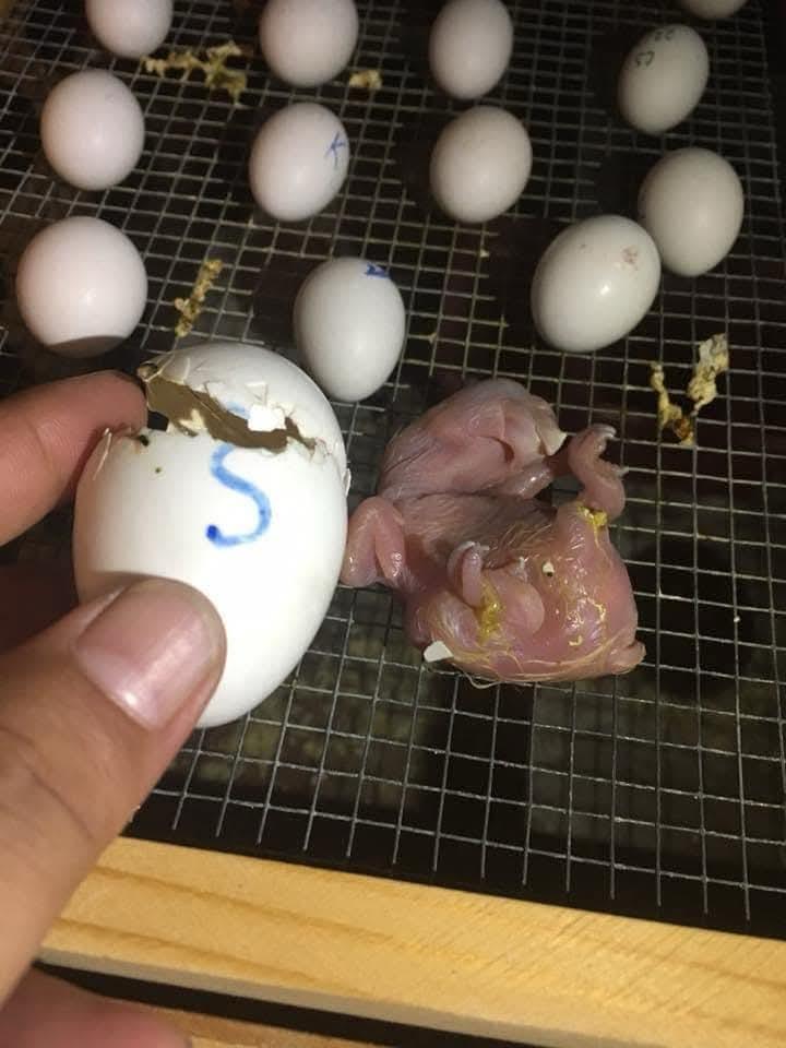 Fertile Macaw Parrot Eggs For Sale