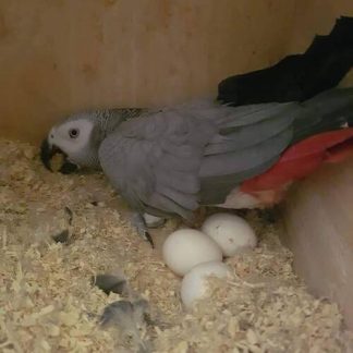 African Grey Parrot Eggs for Sale