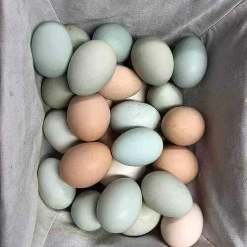 Parrot Hatching Eggs for Sale