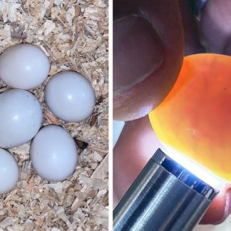 Parrot Hatching Eggs for Sale