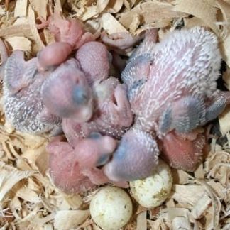 Parrots and Parrot Eggs for Sale