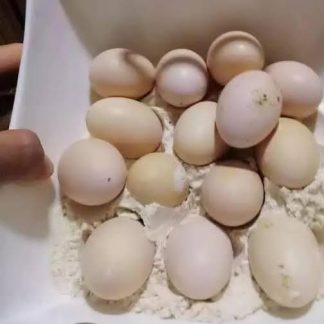Buy parrot eggs from a verified breeder