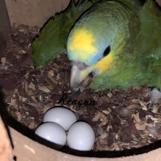 Amazon Parrot Eggs for Sale