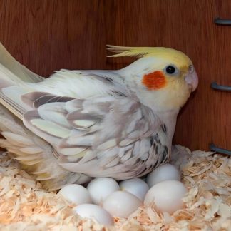 Cockatoo Eggs for Sale