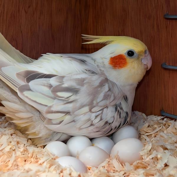 Cockatoo Eggs for Sale