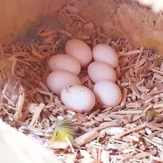 Eclectus Parrot Eggs for Sale