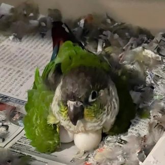 conure eggs for sale