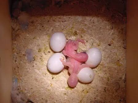 Cockatoo Eggs